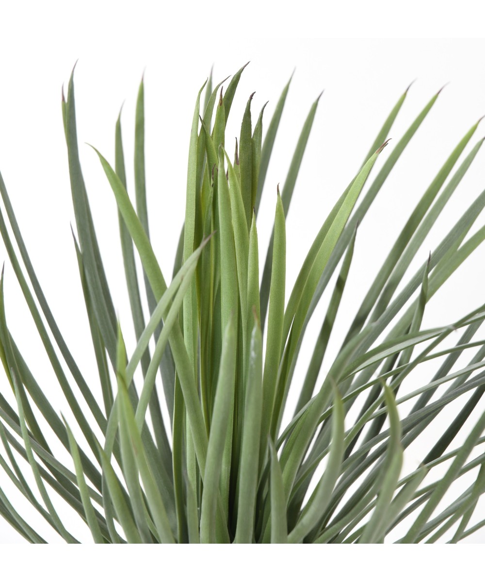 Artificial YUCCA ROSTRATA 40