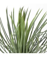 Artificial YUCCA ROSTRATA 40