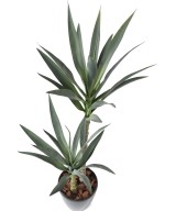Artificial YUCCA RAPIER