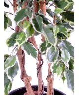 Kunstficus Exotica