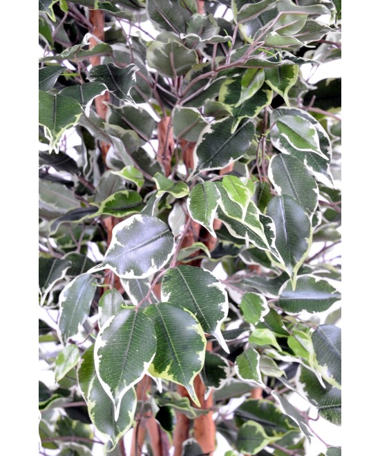 Kunstficus Exotica