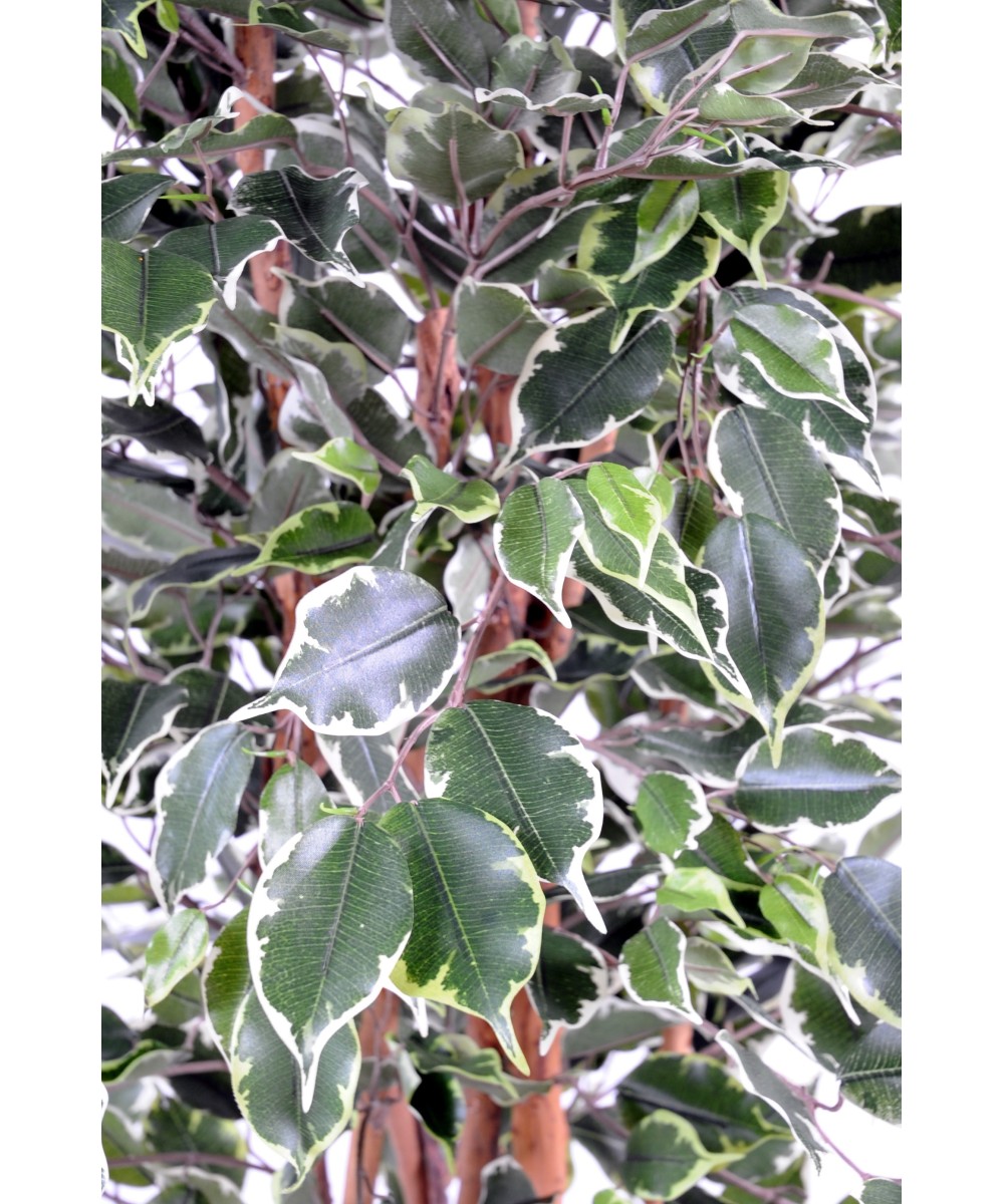Kunstficus Exotica
