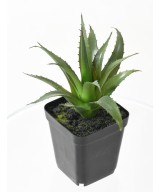 Artificial SUCCULENT ASSORTMENT 12