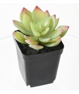 Artificial SUCCULENT ASSORTMENT 12