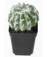 Artificial SUCCULENT ASSORTMENT 12