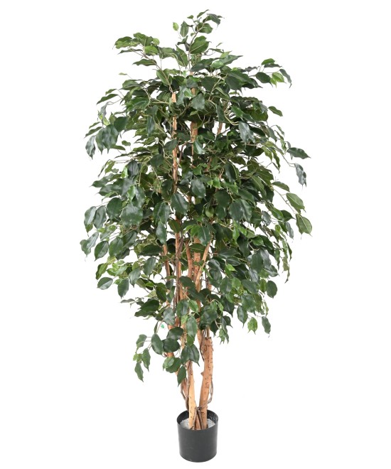 Kunstficus Exotica