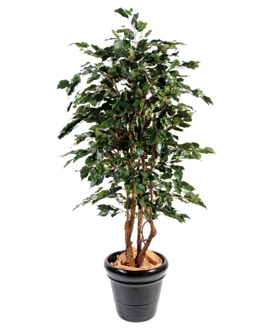 Kunstficus Exotica