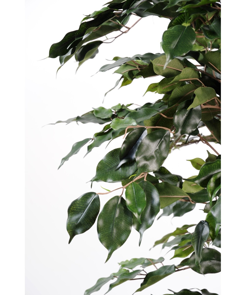 Kunstficus Exotica