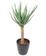 Artificial ALOEVERA 125