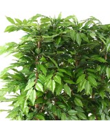 Artificial HORNBEAM TREE HEDGE
