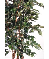 Kunstficus Exotica