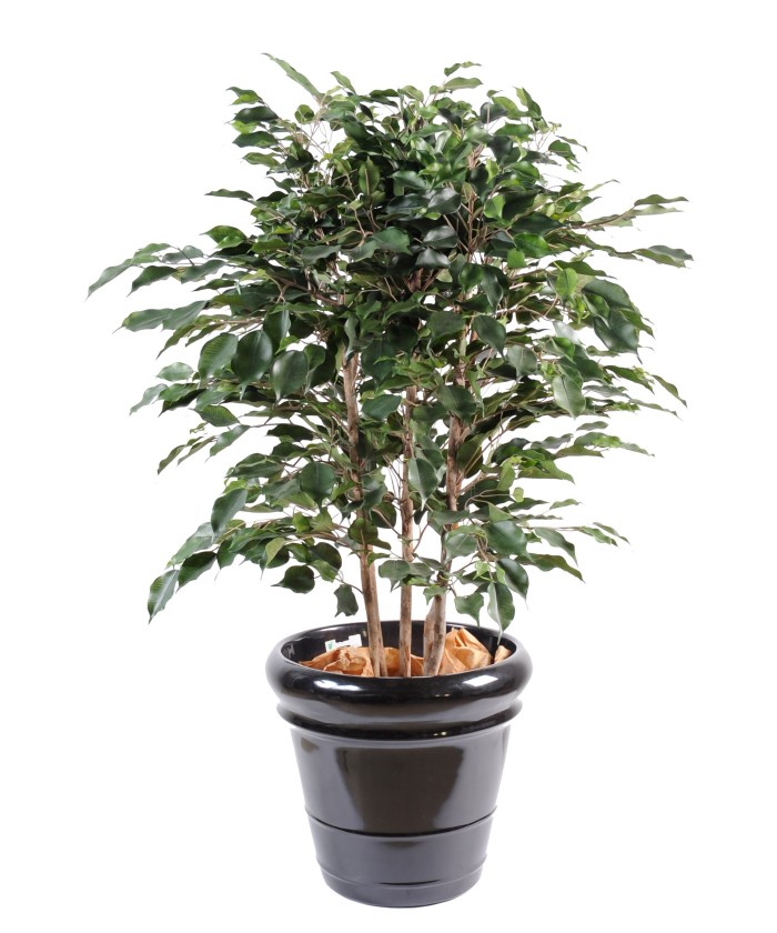 Kunstficus Exotica põõsas
