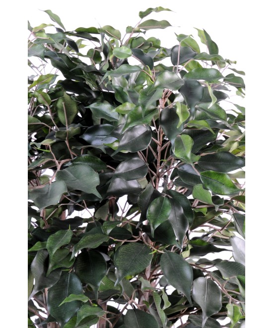 Kunstficus Exotica põõsas