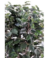 Kunstficus Exotica põõsas