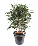 Kunstficus Exotica põõsas