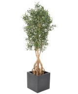Artificial Olive Tree ROOT