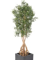 Artificial Olive Tree ROOT