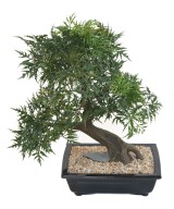 Artificial BONSAI ARALIA IN BOWL