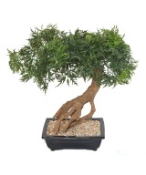 Artificial BONSAI ARALIA IN BOWL