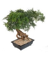 Artificial BONSAI ARALIA IN BOWL