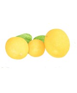 Artificial LEMONS, net of 6