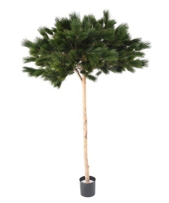 Artificial UMBRELLA PINE