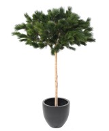 Artificial UMBRELLA PINE