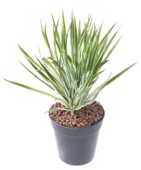 Artificial YUCCA GOLDEN SWORD