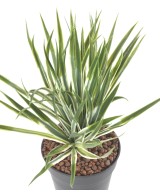 Artificial YUCCA GOLDEN SWORD