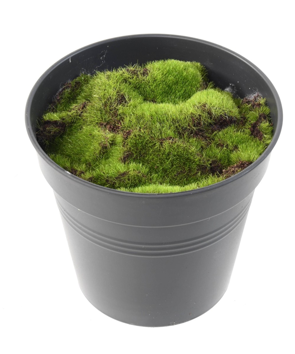 Moss Top Dressing
