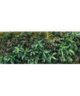 Artificial GREEN WALL C1