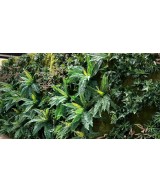 Artificial GREEN WALL C2