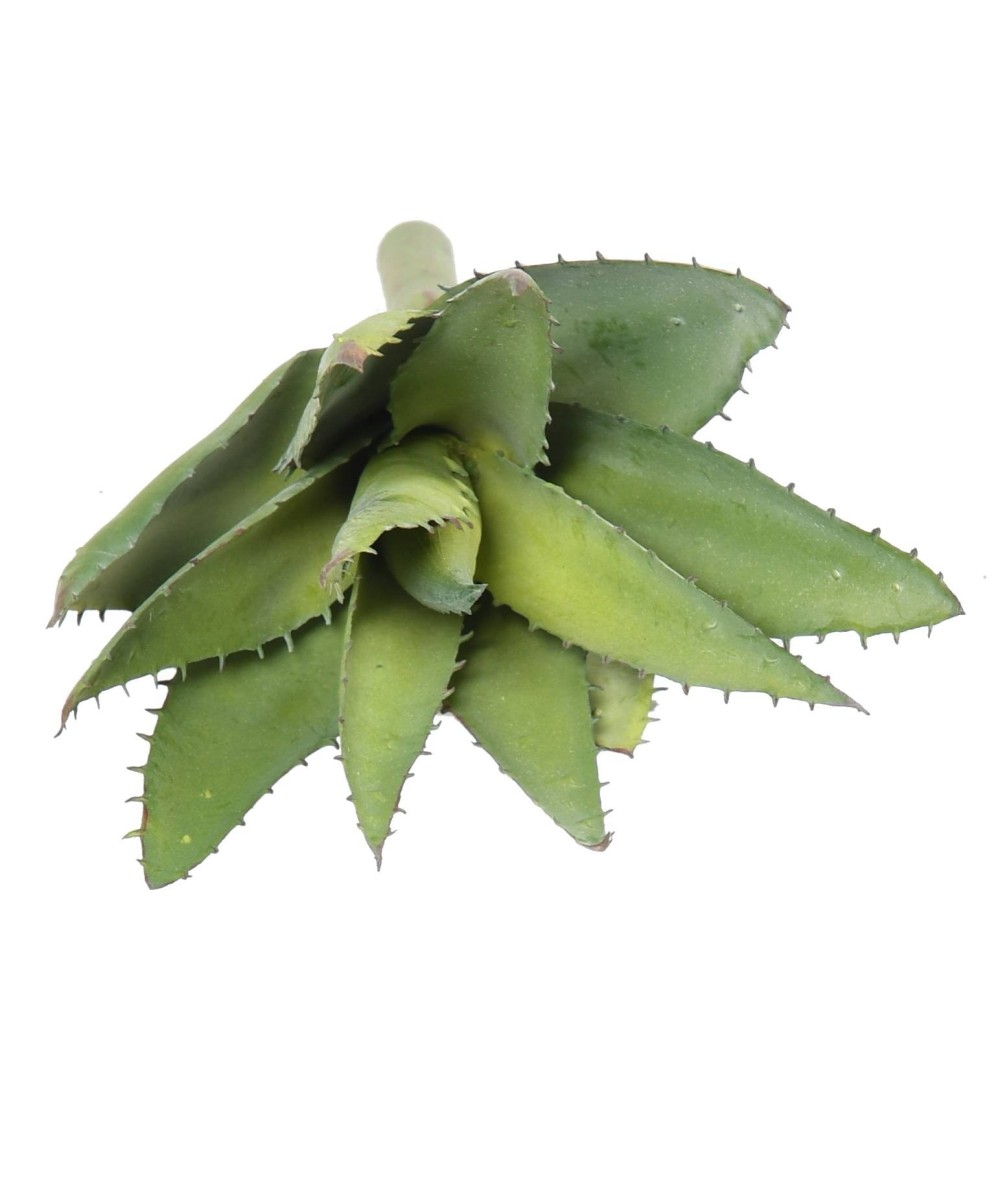 Artificial ALOEVERA 12
