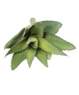 Kunstlik ALOEVERA 12