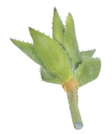 Artificial ALOEVERA 12