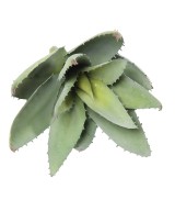 Artificial ALOEVERA 12