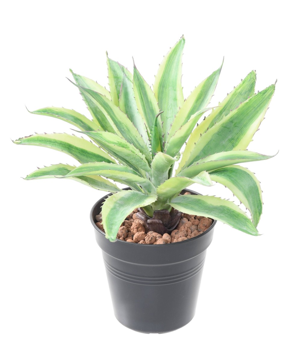 Artificial ALOE 35
