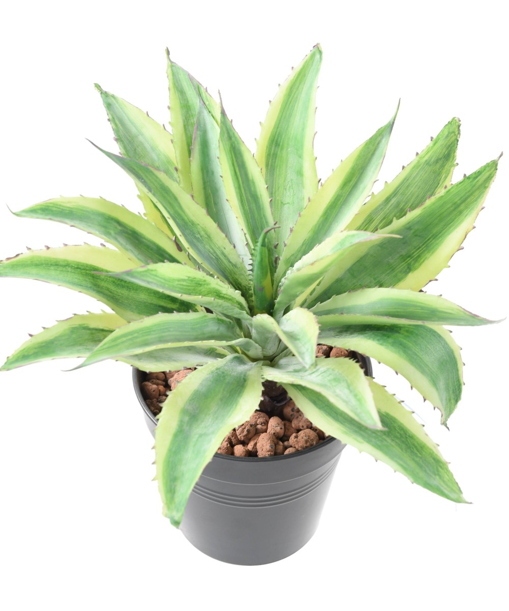 Artificial ALOE 35