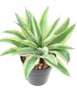 Artificial ALOE 35