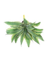 Artificial ALOE 35