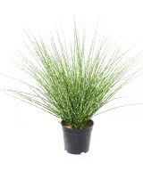 Artificial MISCANTHUS SINENSIS ZEBRINUS