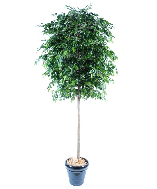 Kunstficus Natasja puu