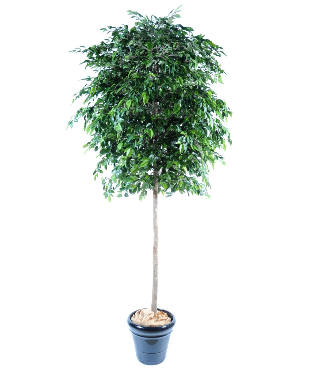Kunstficus Natasja puu