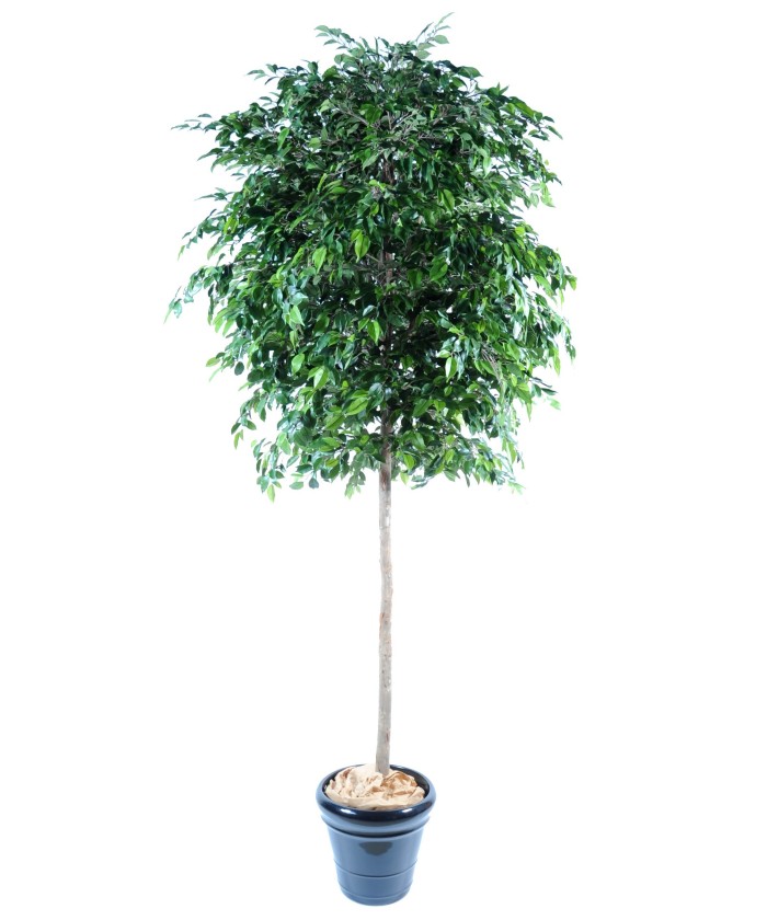 Kunstficus Natasja puu