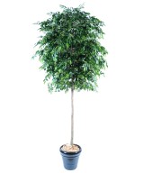 Kunstficus Natasja puu