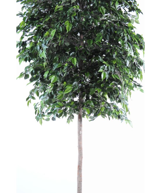 Kunstficus Natasja puu