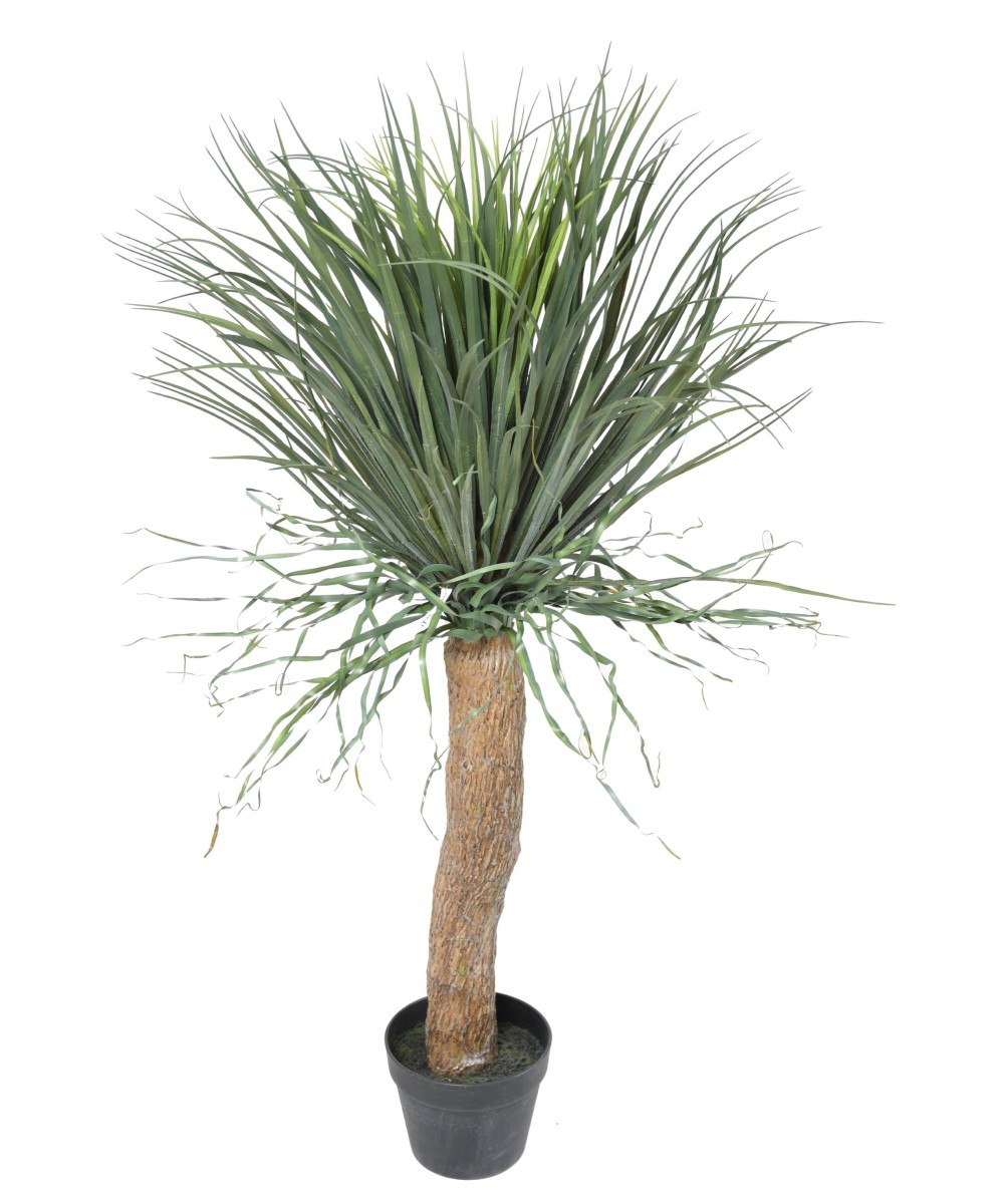 Kunstlik BEAUCARNEA RECURVATA