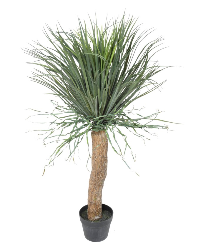 Kunstlik BEAUCARNEA RECURVATA