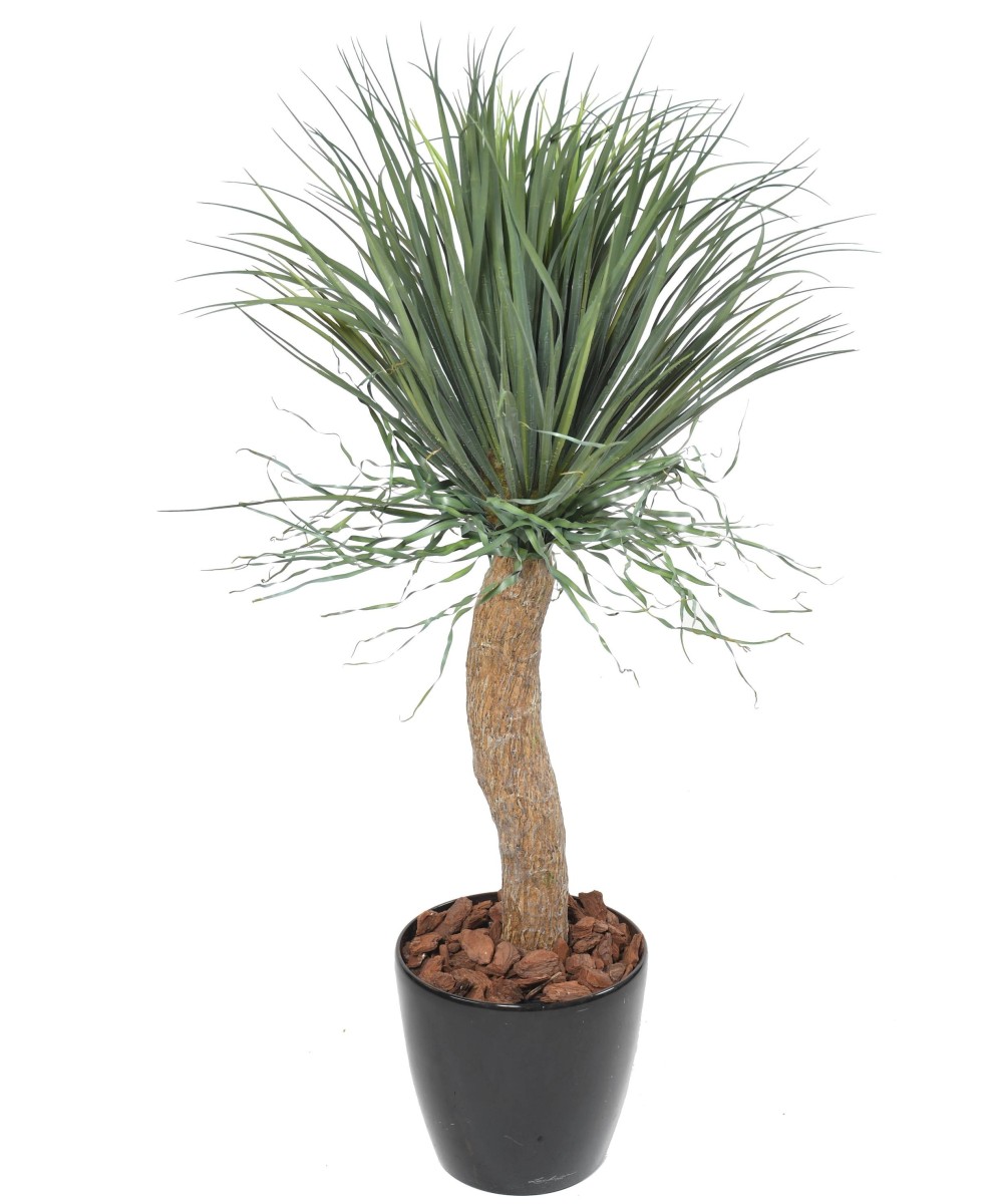 Kunstlik BEAUCARNEA RECURVATA