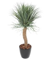 Kunstlik BEAUCARNEA RECURVATA